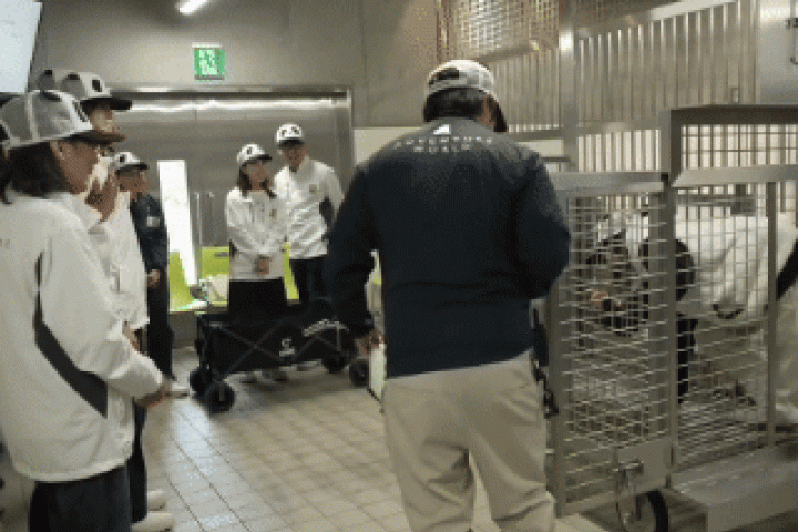 Không còn gấu trúc thật, vườn thú cho nhân viên hóa trang để kéo khách