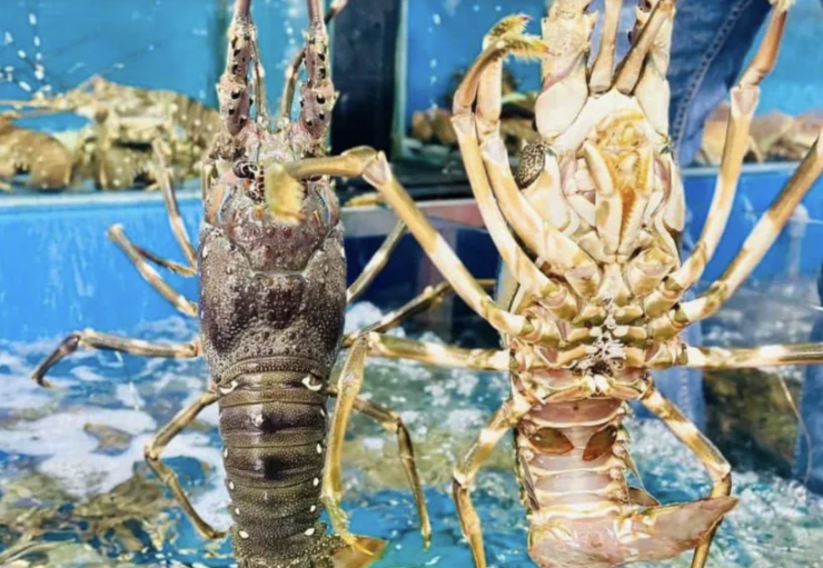Xuất khẩu tôm hùm sang Trung Quốc bùng nổ trong năm 2025. Ảnh: HSOG
