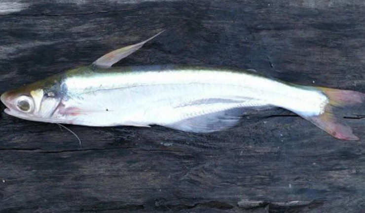 Cá tra bần là loài cá quý ở Đồng bằng sông Cửu Long, hiện rất hiếm thấy trong tự nhiên. Ảnh: tepbac.