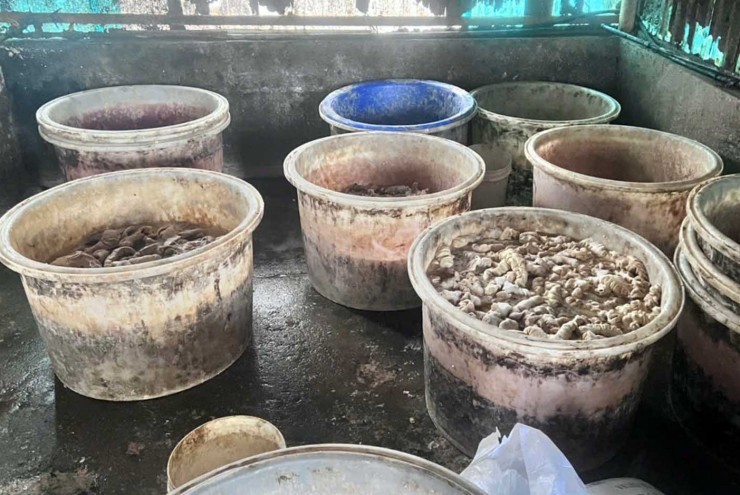 Hơn 55 tấn lòng, dạ dày và chân gà không rõ nguồn gốc trong kho doanh nghiệp ở Hải Phòng