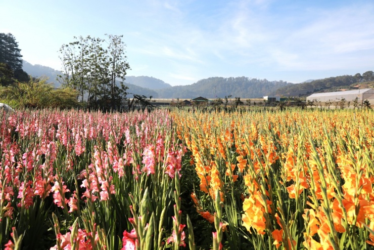 Đồng lay ơn nở muộn trở thành điểm check-in hot 'không ngờ' - 1
