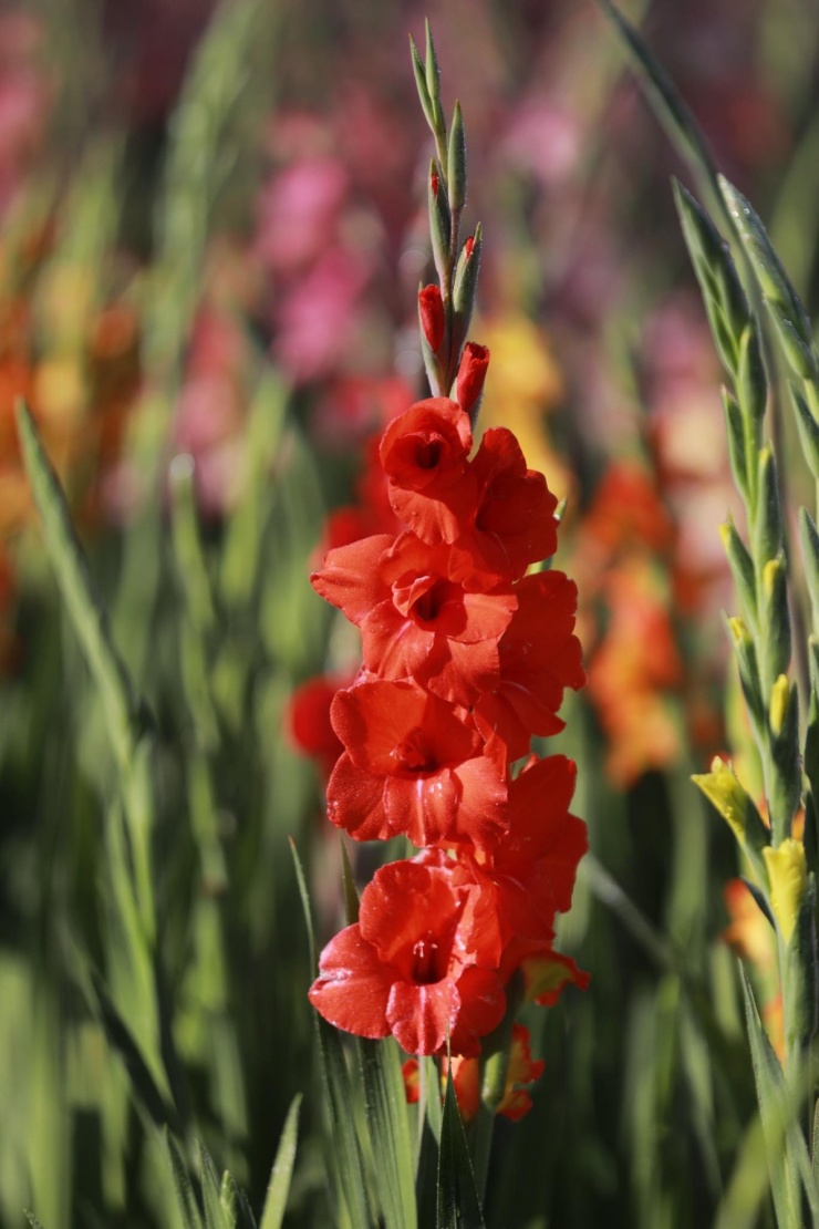 Đồng lay ơn nở muộn trở thành điểm check-in hot 'không ngờ' - 7