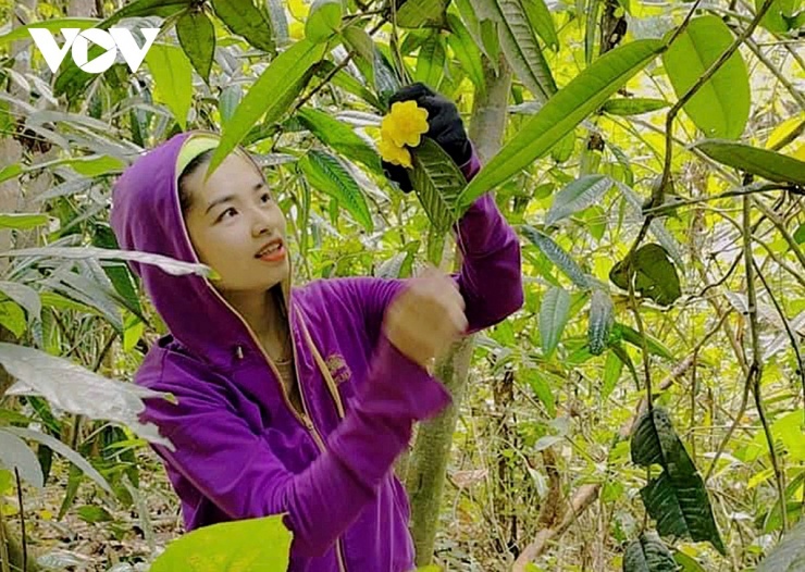 Hàng năm, mỗi khi đến vụ hoa nở, người dân bản địa đi hái lượm. Họ mang theo dụng cụ, cơm nước vào rừng từ sáng sớm và trở về lúc xế chiều. Việc bảo quản hoa sau khi vừa hái phải rất cẩn thận, vì vậy người dân thường chặt các cây nứa rừng để đựng hoa. Cây nứa mát lạnh, hoa khi bảo quản bên trong sẽ không bị hỏng hoặc dập. Một ống nứa dài một mét, đường kính 5-7 cm sẽ chứa được 1-1,5 kg hoa tươi. (Ảnh: Hải Chi).