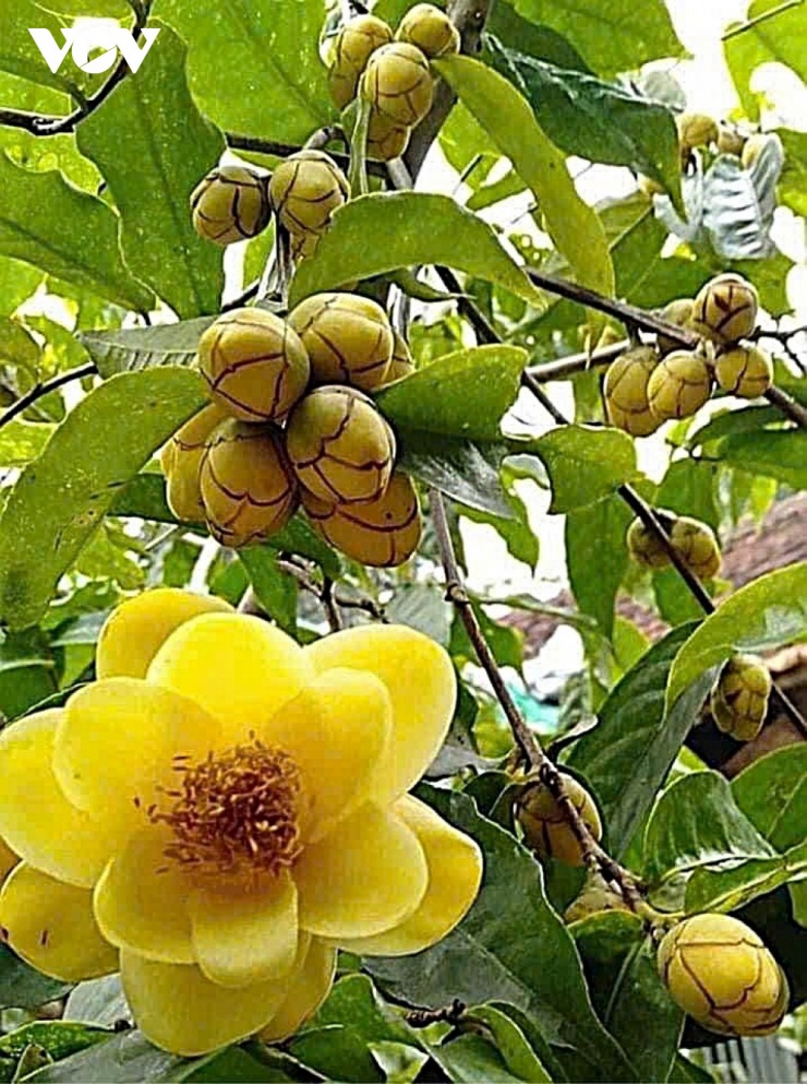 Hoa màu vàng, mọc ở đầu cành hoặc nách lá, cỡ 3 - 4 cm. Cuống hoa dài 4 - 7 mm, cánh hoa gồm 10 - 12 cánh, gần tròn, trứng ngược hoặc bầu dục…(Ảnh: Hải Chi).