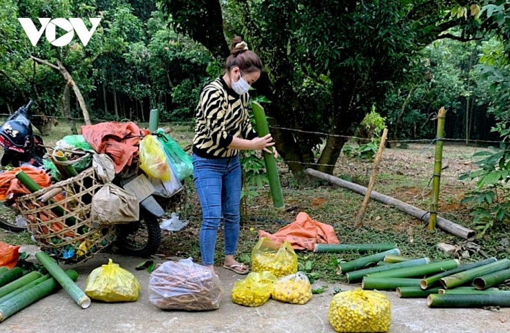 Trung bình một ngày, một người hái được 1 - 5 kg. Một kg hoa chè tươi hái từ rừng bán cho thương lái giá dao động 140.000 - 200.000 đồng. (Ảnh: Hải Chi).
