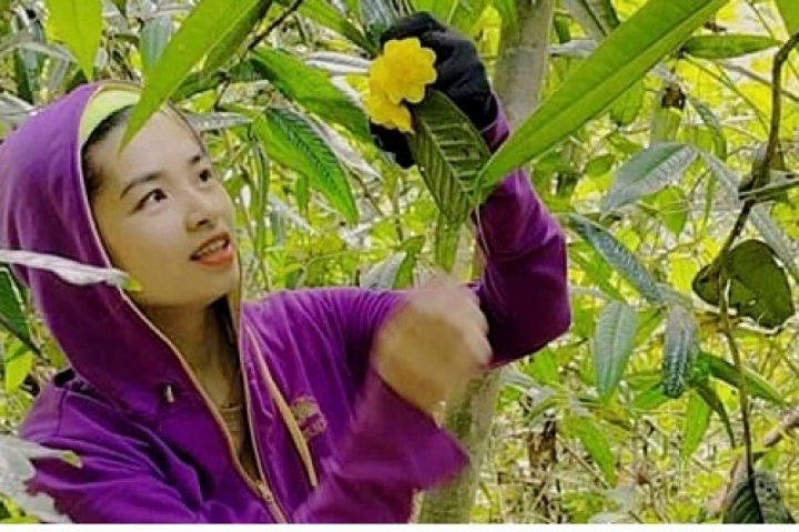 Loại trà đắt như vàng ở Nghệ An