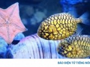 Loài cá mang tên trái cây được "săn lùng" dù giá nửa triệu đồng mỗi kg