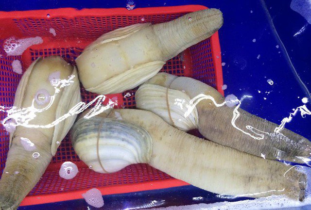 Tu hài (ốc vòi voi) là loài hải sản quý có giá trị cao về dinh dưỡng cũng như về kinh tế. Ảnh minh họa: TL