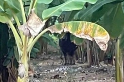 Vụ con trâu gây án rồi "vượt biên", có làm thay đổi trách nhiệm?