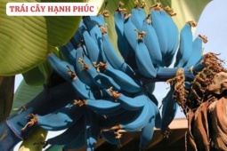 Loại quả được mệnh danh là “trái cây hạnh phúc”, rất giàu dinh dưỡng cho phổi, nhưng thường bị người Việt bỏ qua