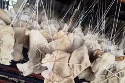 Hơn 55 tấn lòng, dạ dày và chân gà không rõ nguồn gốc trong kho doanh nghiệp ở Hải Phòng