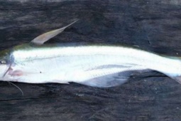 Loài cá cứ tháng 10 âm lịch là từ Campuchia kéo về Đồng bằng sông Cửu Long, rất thích ăn trái bần, trái mắm