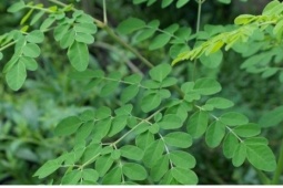 Loại cây mọc dại ở Việt Nam lại được thế giới ví như "thuốc quý" cho sức khỏe