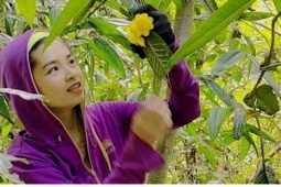 Loại trà đắt như vàng ở Nghệ An