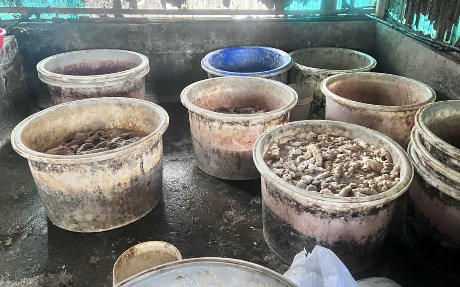 Tang vật là lòng, dạ dày không rõ nguồn gốc, xuất xứ.