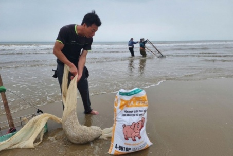 Ốc tép dạt trắng bờ biển, người dân bắt được cả tấn