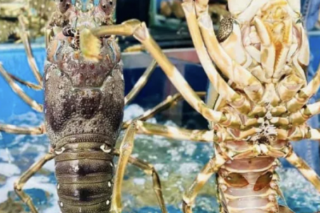 Lý do Trung Quốc bao mua gần như toàn bộ tôm hùm xuất khẩu của Việt Nam
