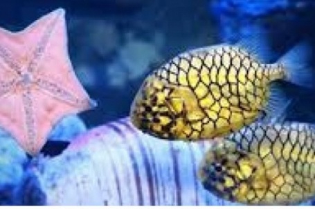 Loài cá mang tên trái cây được "săn lùng" dù giá nửa triệu đồng mỗi kg