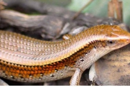 Loài bò sát nhìn "sợ khiếp vía" thành đặc sản trứ danh miền Tây