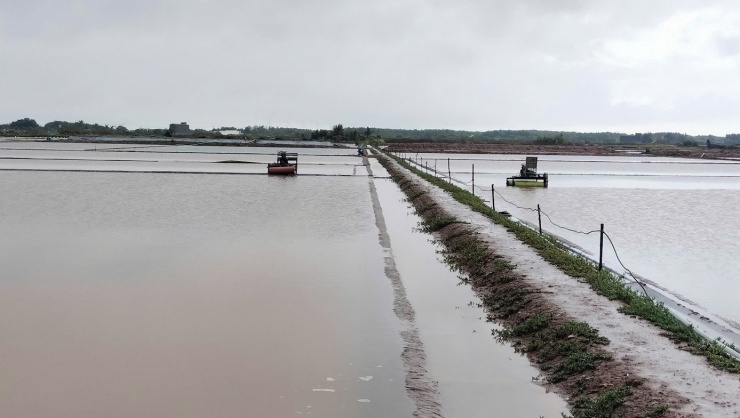 Tương tự, cơn mưa trái mùa cũng đã gây thiệt hại toàn bộ hơn 450 ha muối của 403 hộ dân trên địa bàn xã Long Điền.
