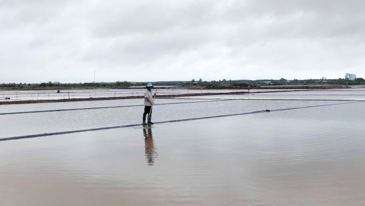 Thời tiết bất lợi cùng với giá muối sụt giảm khiến người làm muối đứng ngồi không yên, nguy cơ về vụ muối mất mùa đang hiển hiện trước mắt.
