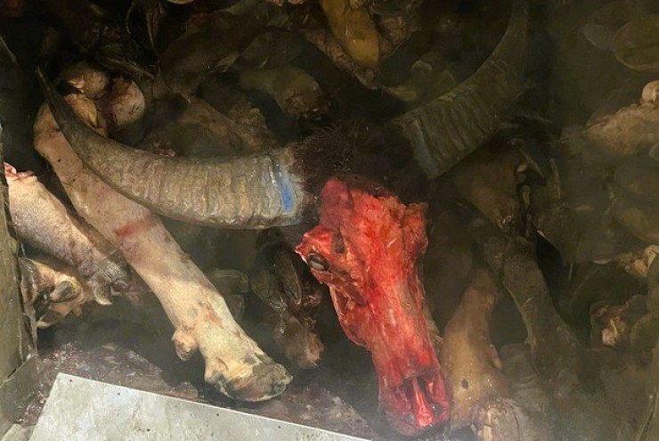 Phát hiện gần 6 tấn chân trâu, bò bốc mùi hôi thối chuẩn bị đưa ra quán nhậu