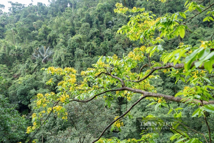 Các cây cổ thụ hoành tráng là các cây mai vàng trăm tuổi đang khoe sắc trong khu rừng già do Ban quản lý rừng đặc dụng Nam Quảng Trị quản lý, bảo vệ. Ảnh: N.V