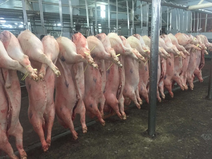 Với mức giá này thì các doanh nghiệp và hộ chăn nuôi vẫn đang có lợi nhuận khá tốt.