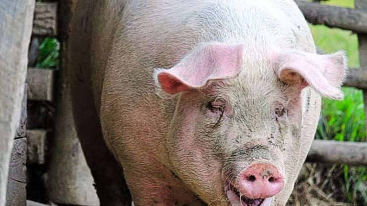 Giá lợn hơi bình quân cả nước giảm còn 70.200 đồng/kg.