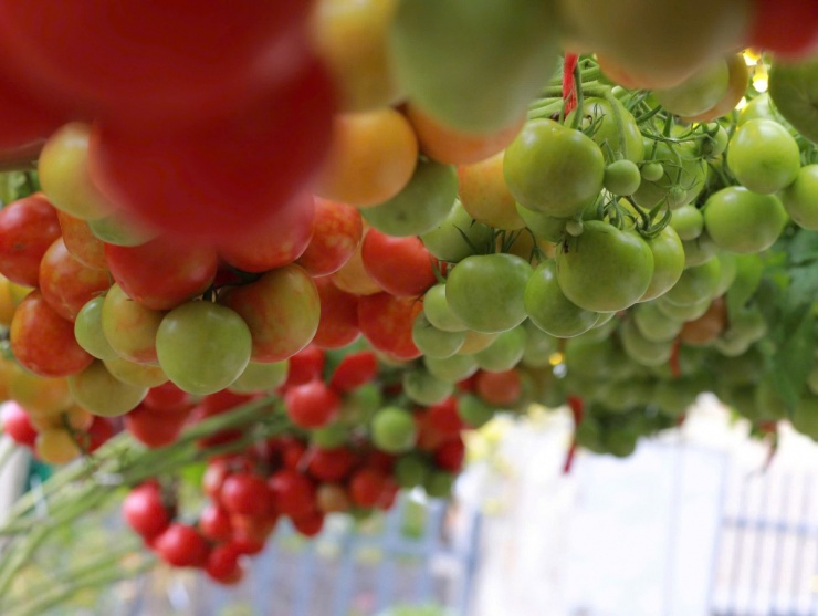 Bước qua cánh cổng ngôi nhà chị Thanh Xuân ở phường Vũ Phúc, tỉnh Hưng Yên (Thái Bình cũ), nhiều người bất ngờ với giàn cà chua kết chùm dày đặc, rủ xuống như những chùm nho đỏ, vàng.