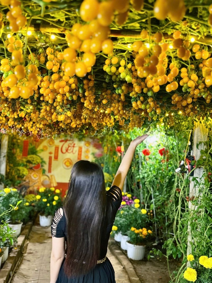 Vườn cà chua 'đẹp như AI', hút hàng nghìn khách check-in đầu xuân - 6