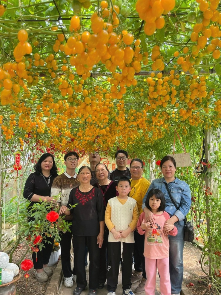 Vườn cà chua 'đẹp như AI', hút hàng nghìn khách check-in đầu xuân - 11