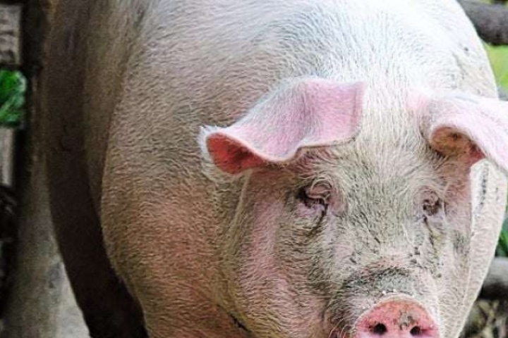 Giá lợn hơi sau Tết cứ giảm liên tục, người chăn nuôi sốt ruột, giá lợn bán lẻ ở chợ vẫn cao chót vót