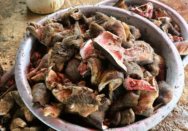 Số chân trâu, bò không rõ nguồn gốc bị&nbsp;lực lượng chức năng thu giữ