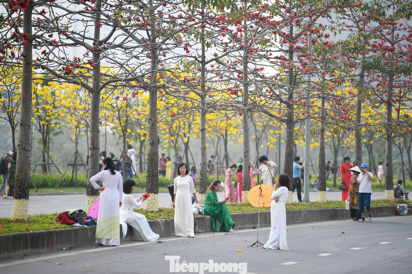 Xen giữa các tán phong linh là hàng hoa gạo đang trổ bông đỏ thắm. Hai gam màu nóng đỏ - vàng khiến không gian trở nên rực rỡ, thu hút hàng trăm người đến chụp hình ảnh và thưởng ngoạn.