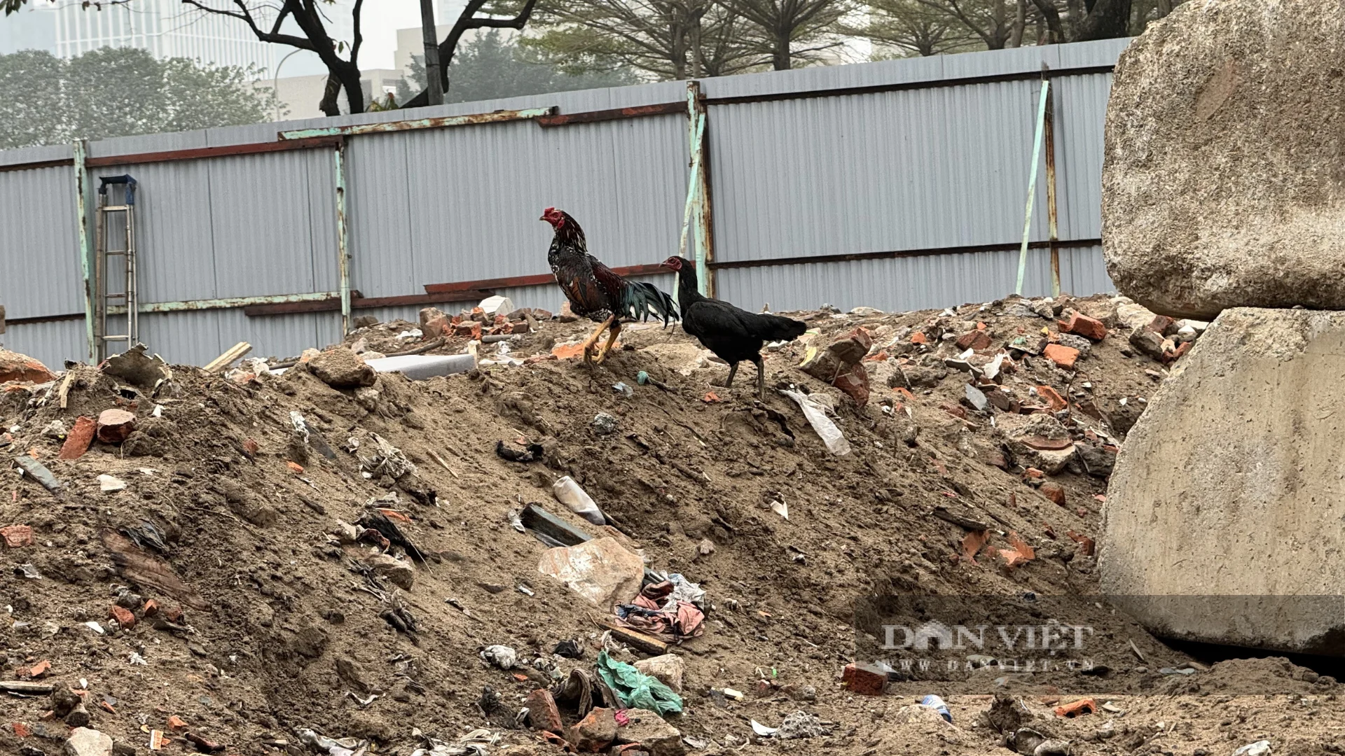 Thay vì tổ hợp thương mại - văn phòng như kỳ vọng, khu “đất vàng” nay chỉ còn là bãi đất trống nuôi gà. Ảnh: Anh Văn