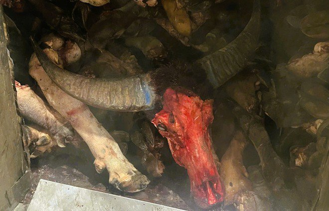 Phát hiện gần 6 tấn chân trâu, bò bốc mùi hôi thối chuẩn bị đưa ra quán nhậu - 2