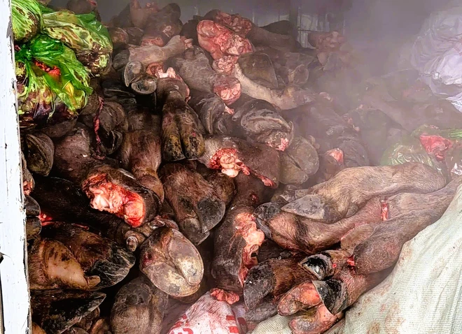 Số chân trâu, bò không rõ nguồn gốc bị&nbsp;lực lượng chức năng thu giữ