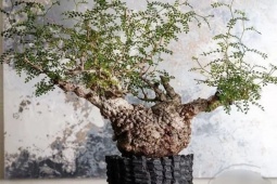 Cây chân voi giá trăm triệu: Dáng quái lạ như “chôn tiền”, dân sành mới dám chơi