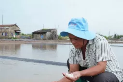 Mưa trái mùa xóa tan hơn 9.000 tấn muối ở Cà Mau, diêm dân xót xa