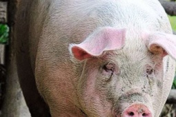 Giá lợn hơi sau Tết cứ giảm liên tục, người chăn nuôi sốt ruột, giá lợn bán lẻ ở chợ vẫn cao chót vót