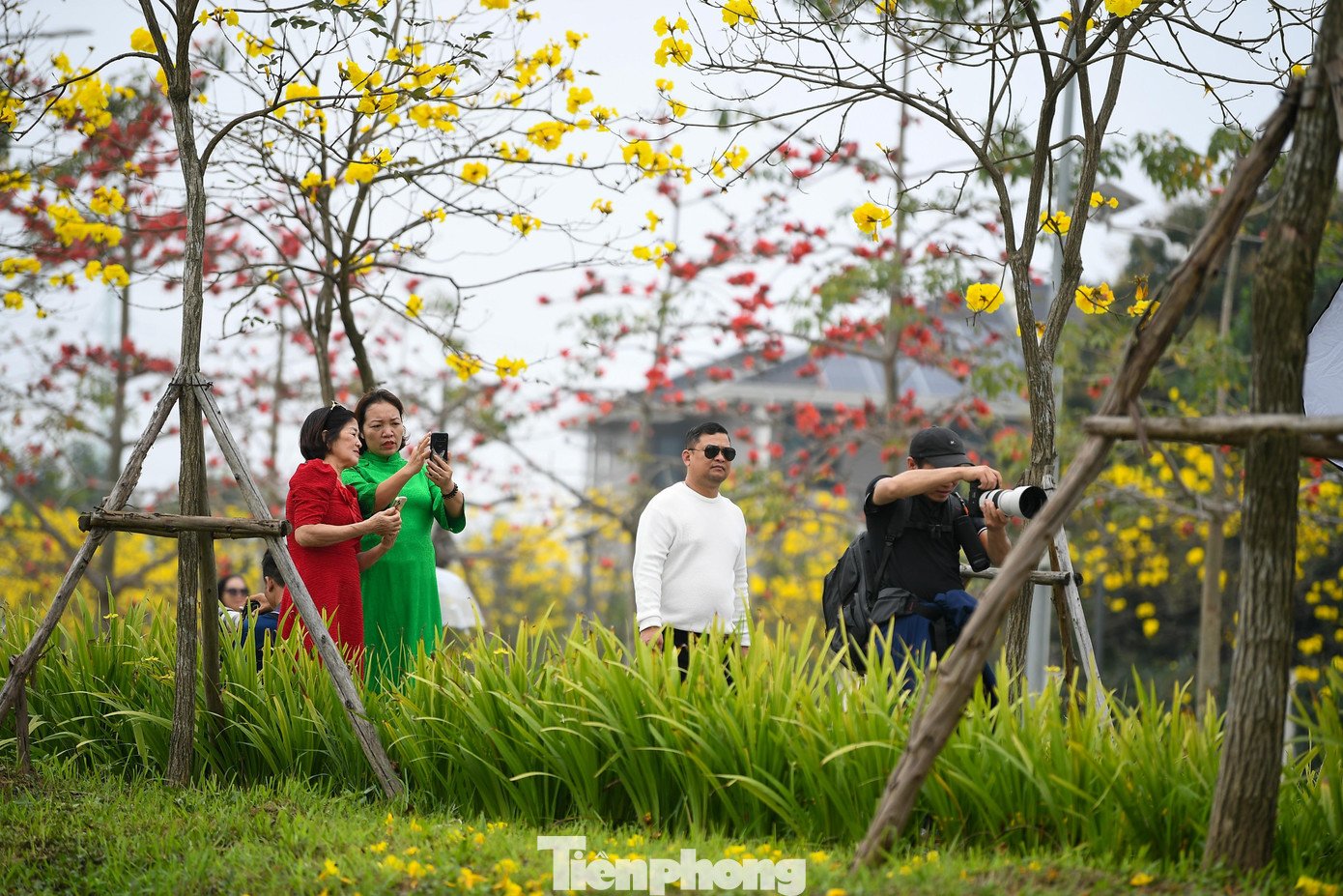 Đổ xô check-in đường hoa phong linh rực rỡ nhất Thủ đô - 5