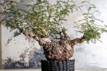 Cây chân voi giá trăm triệu: Dáng quái lạ như “chôn tiền”, dân sành mới dám chơi