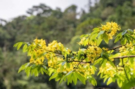 La liệt cây cổ thụ là các cây mai vàng hàng trăm năm tuổi nằm giữa một khu rừng già ở tỉnh Quảng Trị
