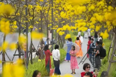 Đổ xô check-in đường hoa phong linh rực rỡ nhất Thủ đô