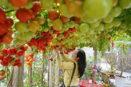 Vườn cà chua 'đẹp như AI', hút hàng nghìn khách check-in đầu xuân