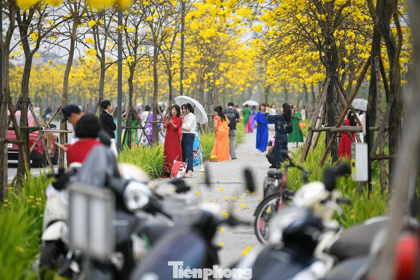 Từ sáng sớm đến chiều muộn, nhiều nhóm bạn trẻ, gia đình có mặt để lưu lại khoảnh khắc mùa hoa, tạo nên khung cảnh nhộn nhịp.