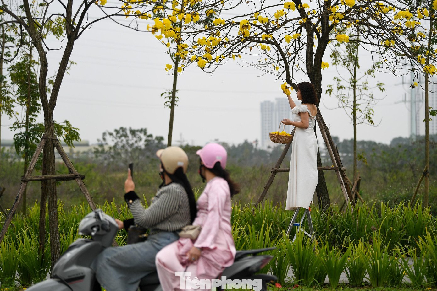 Để có góc chụp khác biệt, một số người mang theo thang gấp cao khoảng 1-1,5 m. Họ dựng thang sát gốc cây, leo lên cao ngang tán hoa để lấy toàn cảnh hoặc chụp cận những chùm phong linh ở tầng trên – nơi hoa nở dày và đều nhất.