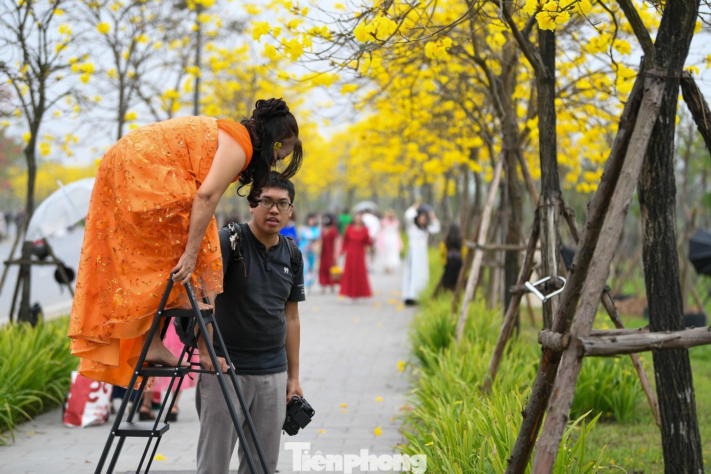 Để có góc chụp khác biệt, một số người mang theo thang gấp cao khoảng 1-1,5 m. Họ dựng thang sát gốc cây, leo lên cao ngang tán hoa để lấy toàn cảnh hoặc chụp cận những chùm phong linh ở tầng trên – nơi hoa nở dày và đều nhất.