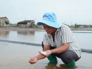 Mưa trái mùa xóa tan hơn 9.000 tấn muối ở Cà Mau, diêm dân xót xa